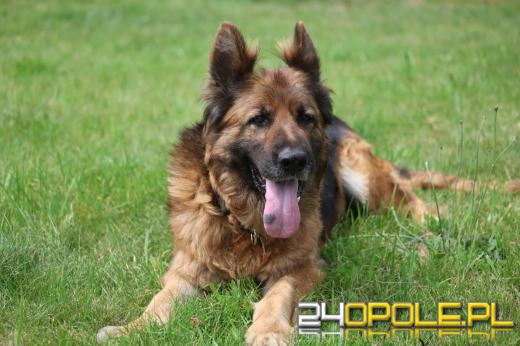 Międzynarodowy Dzień Psa. Zobacz, może wśród nich jest Twój przyszły przyjaciel?