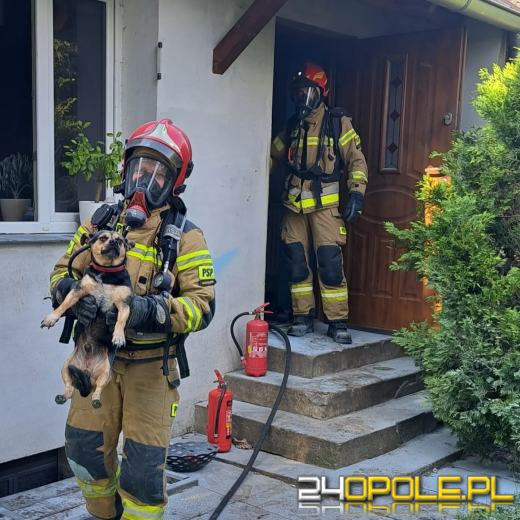 Pożar kuchni w domu bliźniaczym w Łączanach. Strażacy uratowli psa