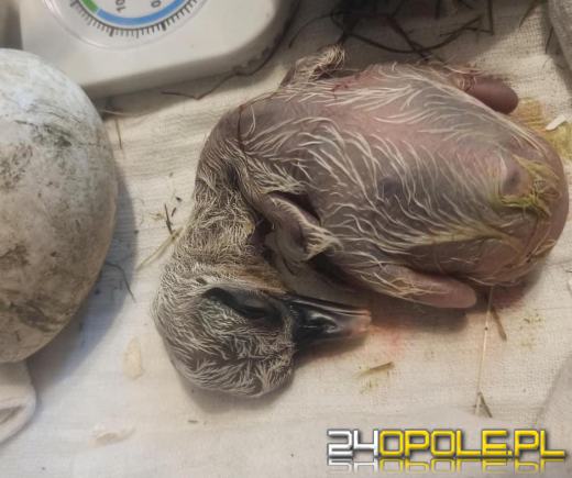 Jako jedyna z trójki doleciała do Afryki. Sukces uratowanego bociana