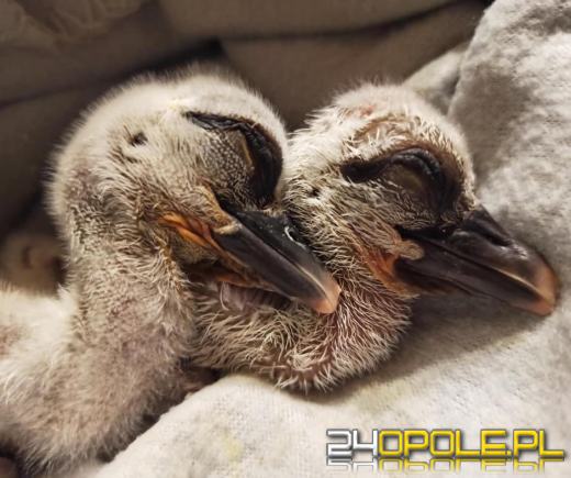 Jako jedyna z trójki doleciała do Afryki. Sukces uratowanego bociana