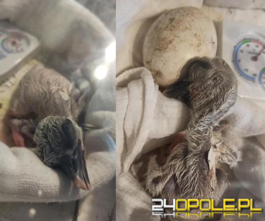 Jako jedyna z trójki doleciała do Afryki. Sukces uratowanego bociana