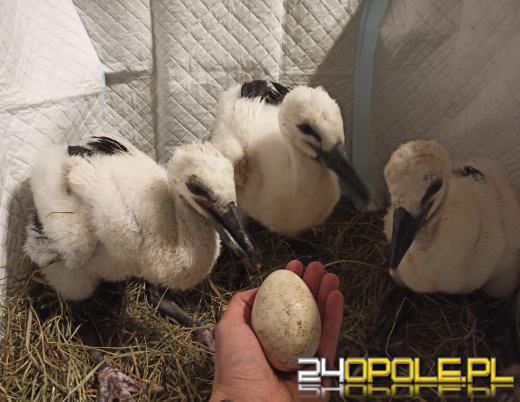 Jako jedyna z trójki doleciała do Afryki. Sukces uratowanego bociana