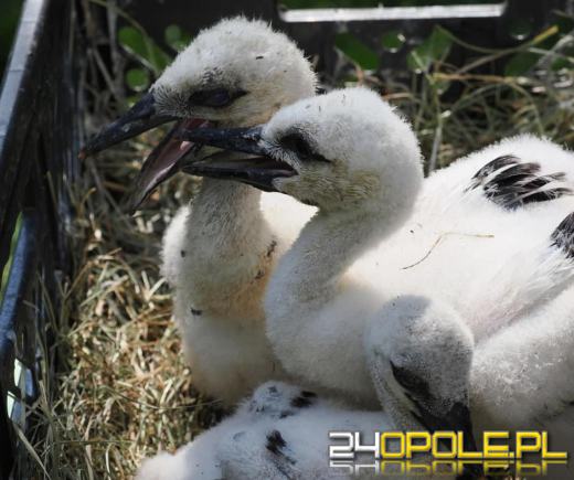 Jako jedyna z trójki doleciała do Afryki. Sukces uratowanego bociana