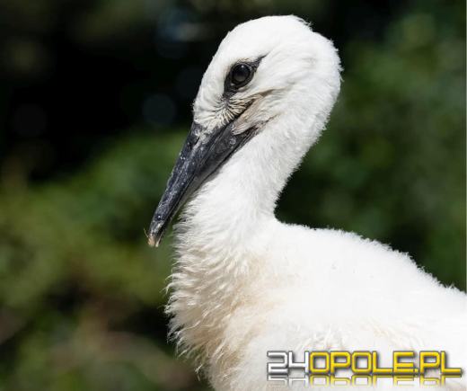 Jako jedyna z trójki doleciała do Afryki. Sukces uratowanego bociana