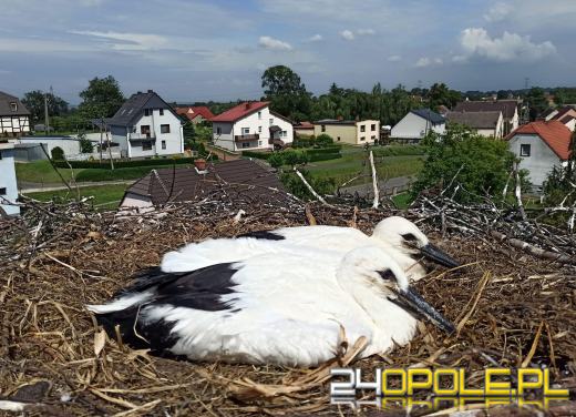Jako jedyna z trójki doleciała do Afryki. Sukces uratowanego bociana