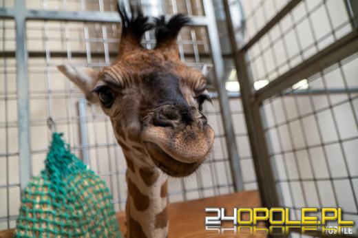 To już szesnasta Żyrafa urodzona w Opolskim Zoo