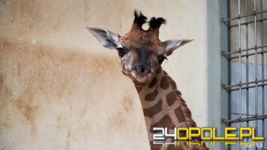 To już szesnasta Żyrafa urodzona w Opolskim Zoo