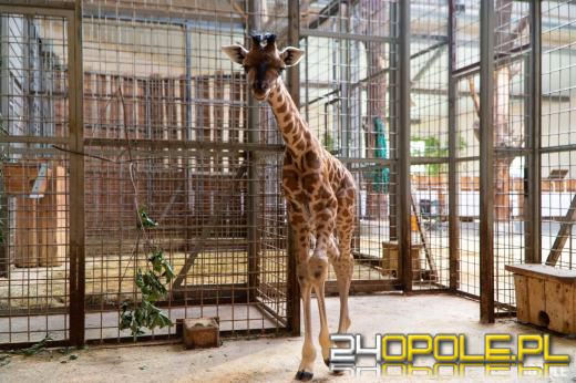 To już szesnasta Żyrafa urodzona w Opolskim Zoo