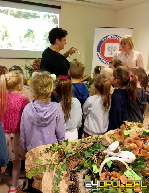 Sanepid zaprasza na wystawę świeżych grzybów w Opolu