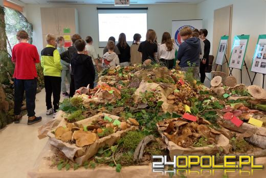 Sanepid zaprasza na wystawę świeżych grzybów w Opolu