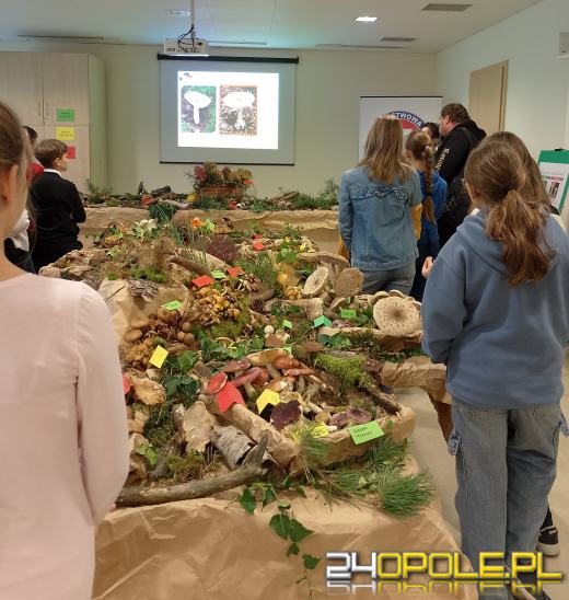 Sanepid zaprasza na wystawę świeżych grzybów w Opolu