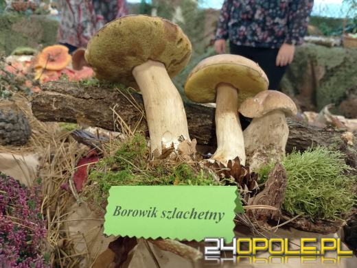 Sanepid zaprasza na wystawę świeżych grzybów w Opolu