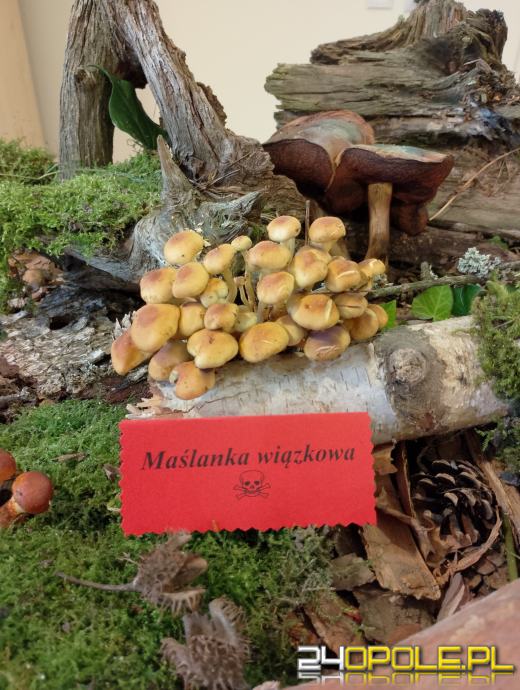 Sanepid zaprasza na wystawę świeżych grzybów w Opolu