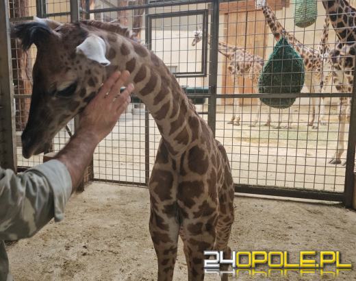 To już szesnasta Żyrafa urodzona w Opolskim Zoo