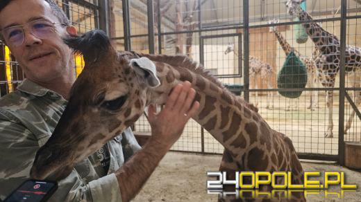 To już szesnasta Żyrafa urodzona w Opolskim Zoo