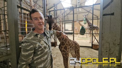 To już szesnasta Żyrafa urodzona w Opolskim Zoo