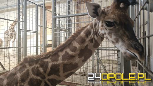 To już szesnasta Żyrafa urodzona w Opolskim Zoo
