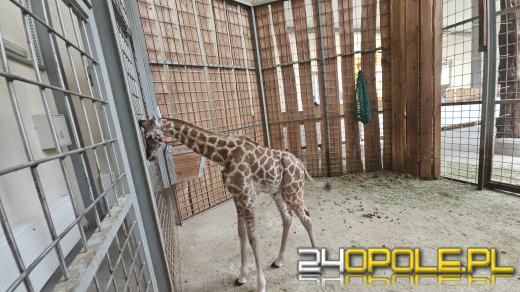 To już szesnasta Żyrafa urodzona w Opolskim Zoo