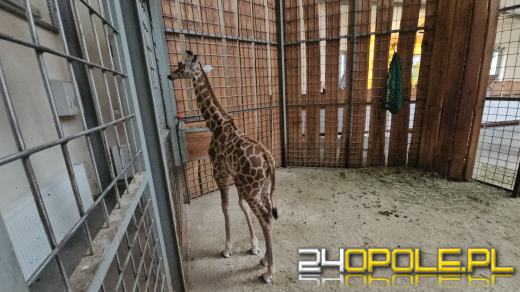 To już szesnasta Żyrafa urodzona w Opolskim Zoo