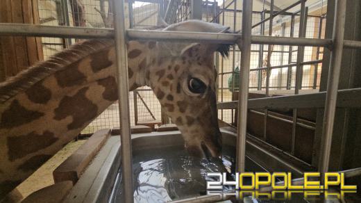 To już szesnasta Żyrafa urodzona w Opolskim Zoo