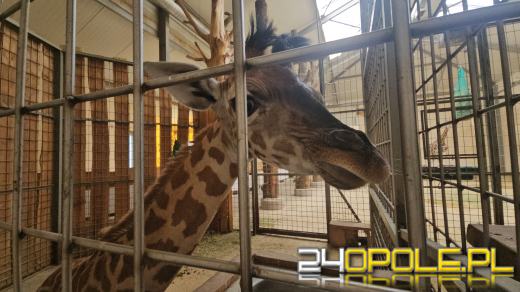 To już szesnasta Żyrafa urodzona w Opolskim Zoo