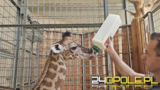 To już szesnasta Żyrafa urodzona w Opolskim Zoo