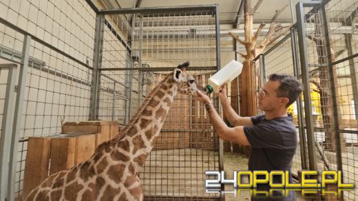 To już szesnasta Żyrafa urodzona w Opolskim Zoo