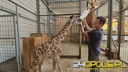 To już szesnasta Żyrafa urodzona w Opolskim Zoo
