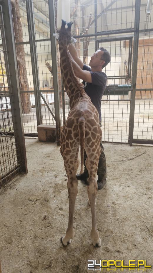 To już szesnasta Żyrafa urodzona w Opolskim Zoo
