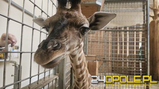 To już szesnasta Żyrafa urodzona w Opolskim Zoo