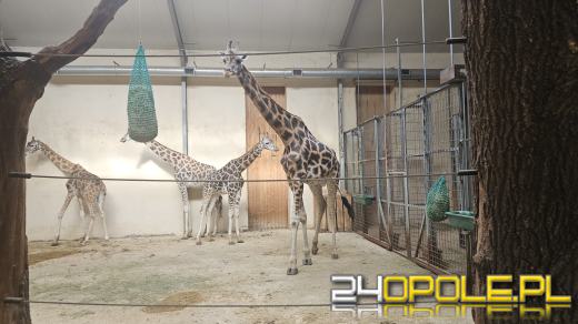 To już szesnasta Żyrafa urodzona w Opolskim Zoo