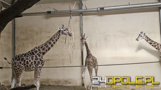 To już szesnasta Żyrafa urodzona w Opolskim Zoo