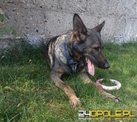 W Światowy Dzień Kundelka poruszamy temat adopcji pieska