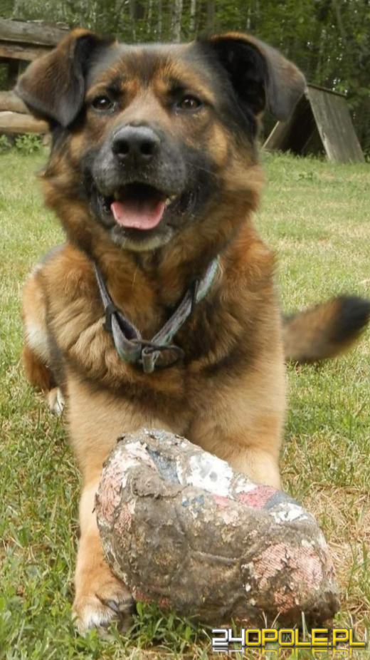 W Światowy Dzień Kundelka poruszamy temat adopcji pieska