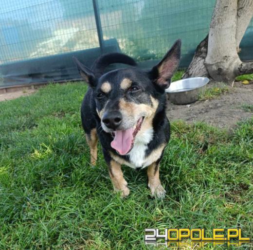 W Światowy Dzień Kundelka poruszamy temat adopcji pieska