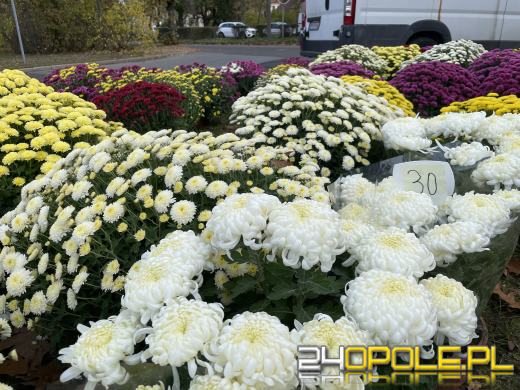 Chryzantemy bezapelacyjnym liderem na targach przy cmentarzach