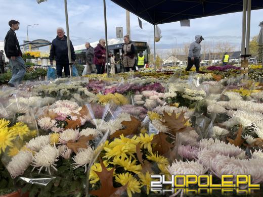 Chryzantemy bezapelacyjnym liderem na targach przy cmentarzach