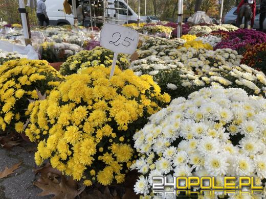 Chryzantemy bezapelacyjnym liderem na targach przy cmentarzach