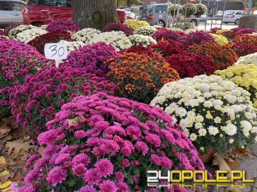 Chryzantemy bezapelacyjnym liderem na targach przy cmentarzach