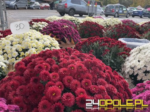 Chryzantemy bezapelacyjnym liderem na targach przy cmentarzach