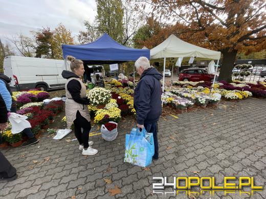 Chryzantemy bezapelacyjnym liderem na targach przy cmentarzach