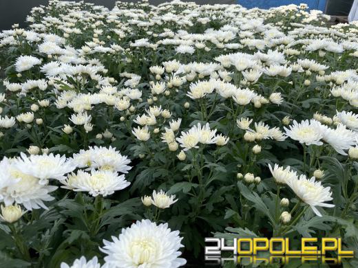 Chryzantemy bezapelacyjnym liderem na targach przy cmentarzach