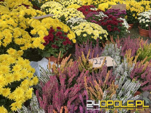 Chryzantemy bezapelacyjnym liderem na targach przy cmentarzach