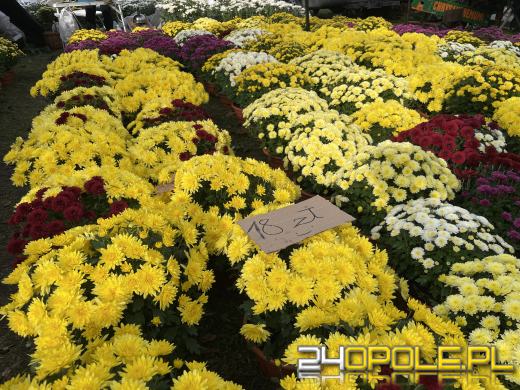 Chryzantemy bezapelacyjnym liderem na targach przy cmentarzach