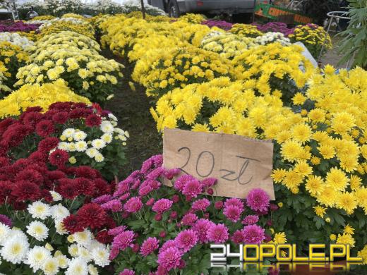 Chryzantemy bezapelacyjnym liderem na targach przy cmentarzach