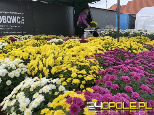 Chryzantemy bezapelacyjnym liderem na targach przy cmentarzach