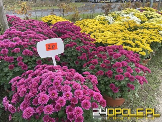 Chryzantemy bezapelacyjnym liderem na targach przy cmentarzach