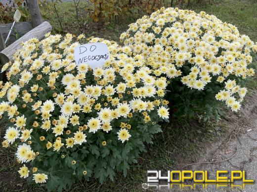Chryzantemy bezapelacyjnym liderem na targach przy cmentarzach