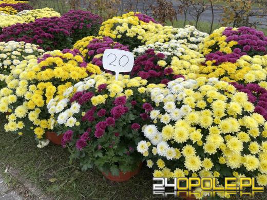 Chryzantemy bezapelacyjnym liderem na targach przy cmentarzach