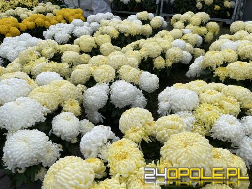 Chryzantemy bezapelacyjnym liderem na targach przy cmentarzach